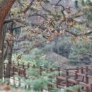 남산공원길2 이미지