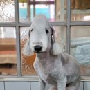 개미애견미용실 이미지