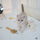 대구고양이분양 나비캣 이미지