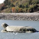 거북발전소 이미지