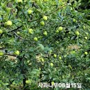 충주 부사.홍로.복숭아.자두 성장기 이미지