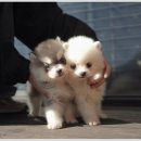 오스카코리아켄넬 이미지
