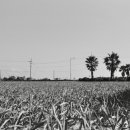 동일리-10 네이버블로그