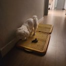 강아지 설사할때 좋은음식, 유산균 먹이면서 관리해본 후기