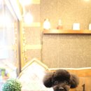 애견깍새 이미지