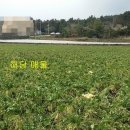 상모리-20 이미지