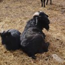 노아농장 이미지