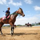 한국마사회제주경주마육성목장