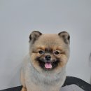 댕블랑 네이버블로그