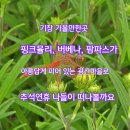 기장군농업기술센타 | 핑크뮬리, 버베나, 팜파스그라스, 좁은잎 해바라기를 볼수 있는곳/기장 경관농업단지에 피어있는 핑크뮬리