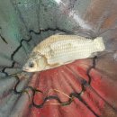 북동낚시터 이미지