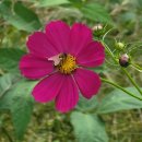 코스모스농원 이미지