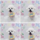 하늘펫살롱 이미지