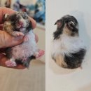 햄스터분양 베이비초롱 | 골든 햄스터분양 가격 합리적 입양 약속까지