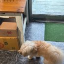 그루댕댕 이미지