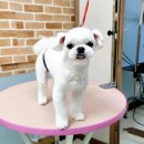 개구쟁이 애견 | 포항 애견미용은? ‘개구쟁이애견’ ✂️