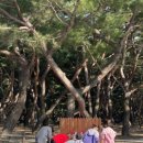 송림톱밥 이미지