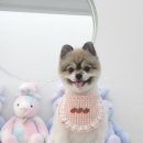 섬댕 강아지 미용실 이미지