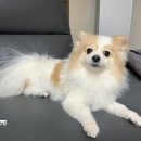 댕보드레 이미지