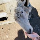 새하얀목장 이미지