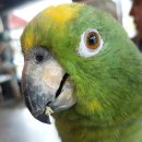 앵무새카페 이미지