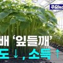 봄 파종 준비 종자 점검/생강 감자, 구근 보관방법 상토와 신문지 아이스박스 이미지