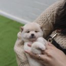 루이몽 이미지