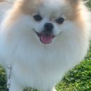 사랑해똥깡아지 이미지