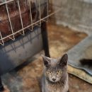 신동-120 이미지