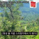 Y모텔 | 스리랑카 여행 후기 - 엘라 &amp; 미리사(+네곰보) 그래도 여기 두 곳은 좋았다고 볼 수 있지만