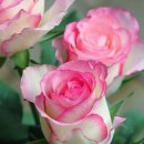 RoseDay 이미지