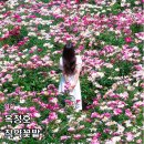 (주)사조오양 임실공장 - 9219 | 임실 작약 명소 옥정호 운정리 작약꽃밭 실시간 개화 상태 주차(26.05.18 기준)