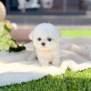 해피독스 애견샵 | 가락동강아지분양 상위 1%프리미엄 애견샵(문정동,오금동,거여동)