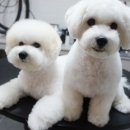 미스터독 이미지