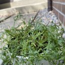 탑오토메카닉 이미지