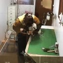 와니펫싸롱 이미지