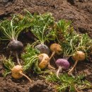 마카오래 이미지