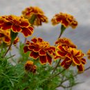 메리골드 (Marigold) 붉은 주황색 이미지