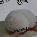 유헬스바이오 노루궁뎅이버섯진액 마셔본 후기 노루궁뎅이버섯 효능