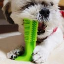 댕댕이꺼 이미지