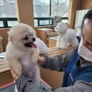 애견매니저 이미지