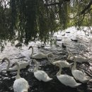 백조공원 이미지