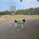 [댕댕이 일기] 뚜벅이로 미사 아일랜드 펫존 가는 법🐾 | 중형견 진도믹스