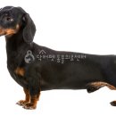 가야동물병원 네이버블로그