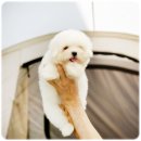 켄넬퀸비 이미지