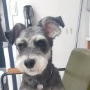 더 편하개 이미지