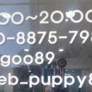 셀럽퍼피 이미지