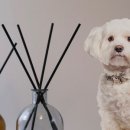 유어마이펫 이미지