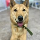 동물보육원 김포지부 이미지