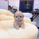 미유펫 강아지분양고양이분양 김포점 이미지